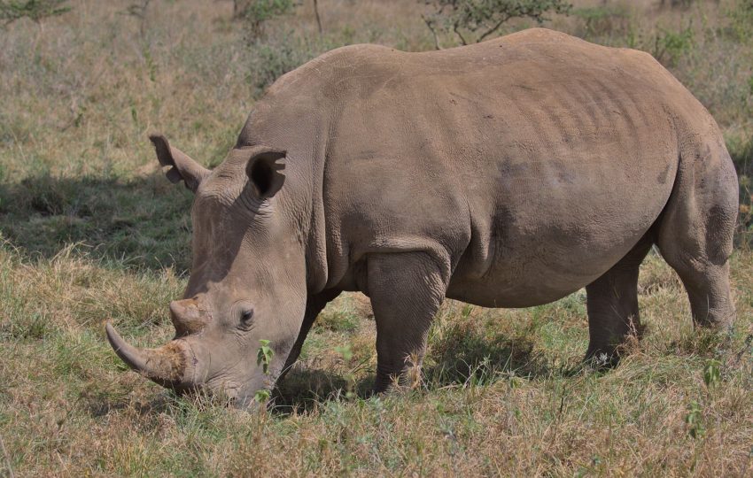 White rhino grazing kenya - 2-Day Lake Nakuru & Lake Bogoria Weekend: Flamingoes, Geysers & Rhino