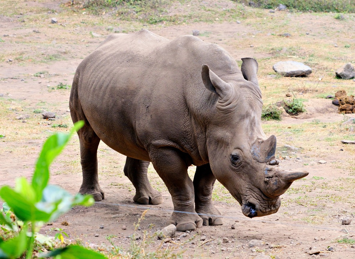 White rhino grazing near the flamingo-lined lakeshore in Lake Nakuru National Park