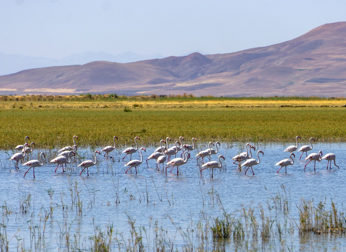 The soda lake at Lake Nakuru with flamingos and green Rift Valley hills in the background