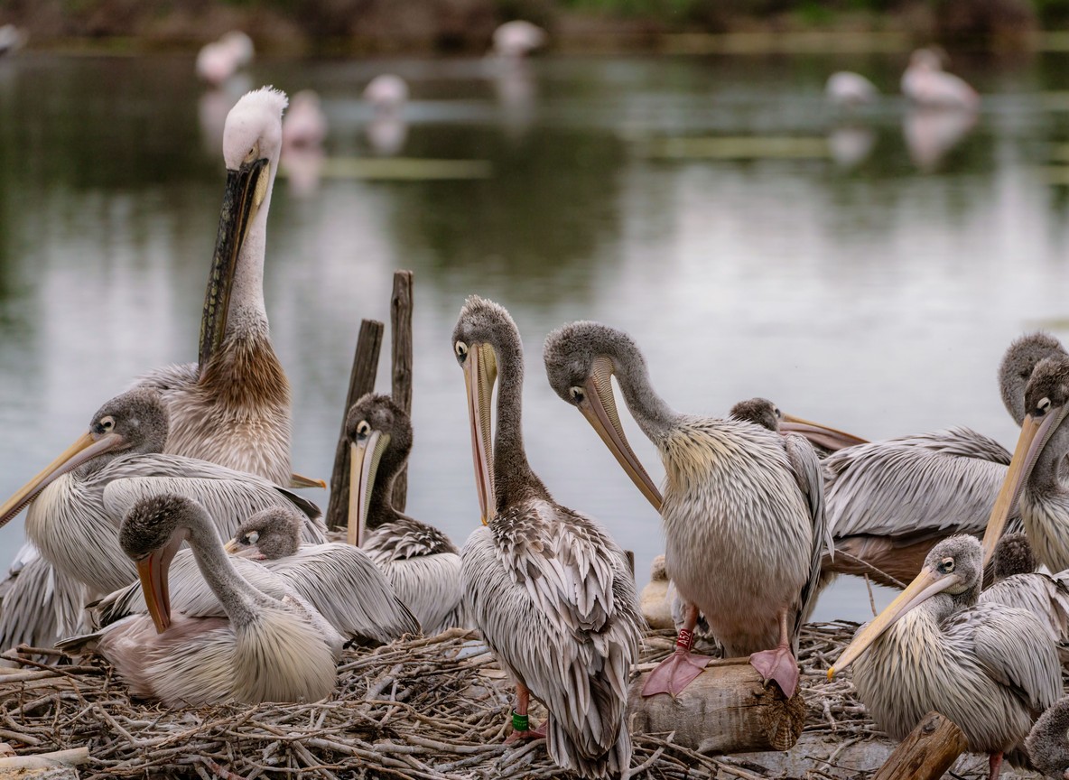 Pelicans and waterbirds on the lake at golden hour in Lake Nakuru National Park
