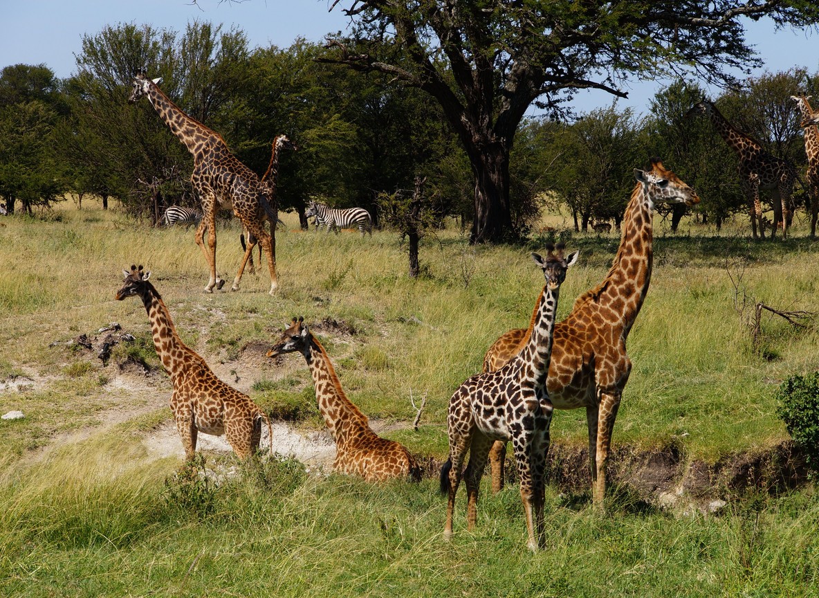 Rothschild's giraffes among yellow-barked acacia trees by the lake in Lake Nakuru National Park