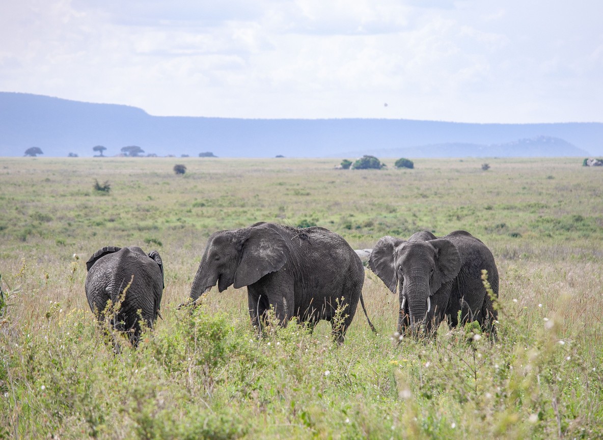 Elephant herd crossing open grassland with Mount Kilimanjaro visible in the distance at Amboseli National Park