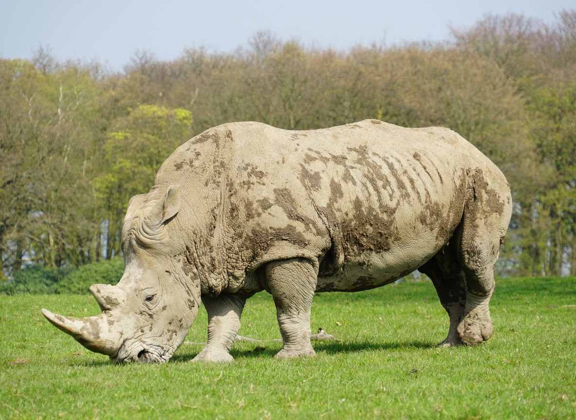 Black rhino grazing near acacia trees at Ol Pejeta Conservancy in Laikipia, Kenya