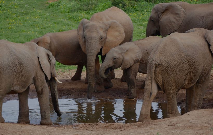 3-Day Aberdare National Park Safari: Forest Wildlife & a Night at The Ark