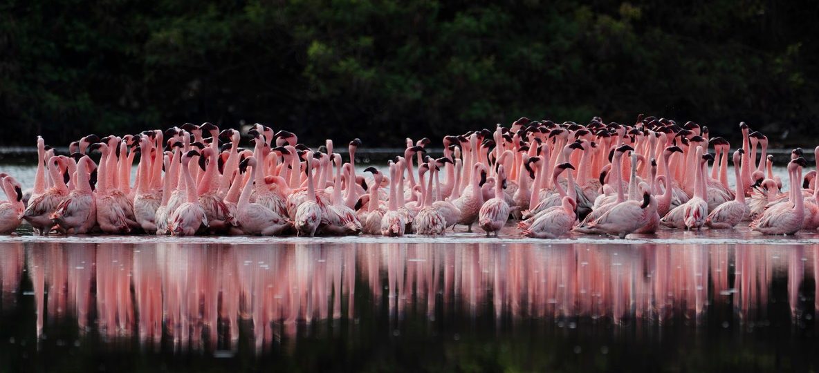 A family safari vehicle stopped at a viewpoint over Lake Nakuru with flamingos visible on the shore below