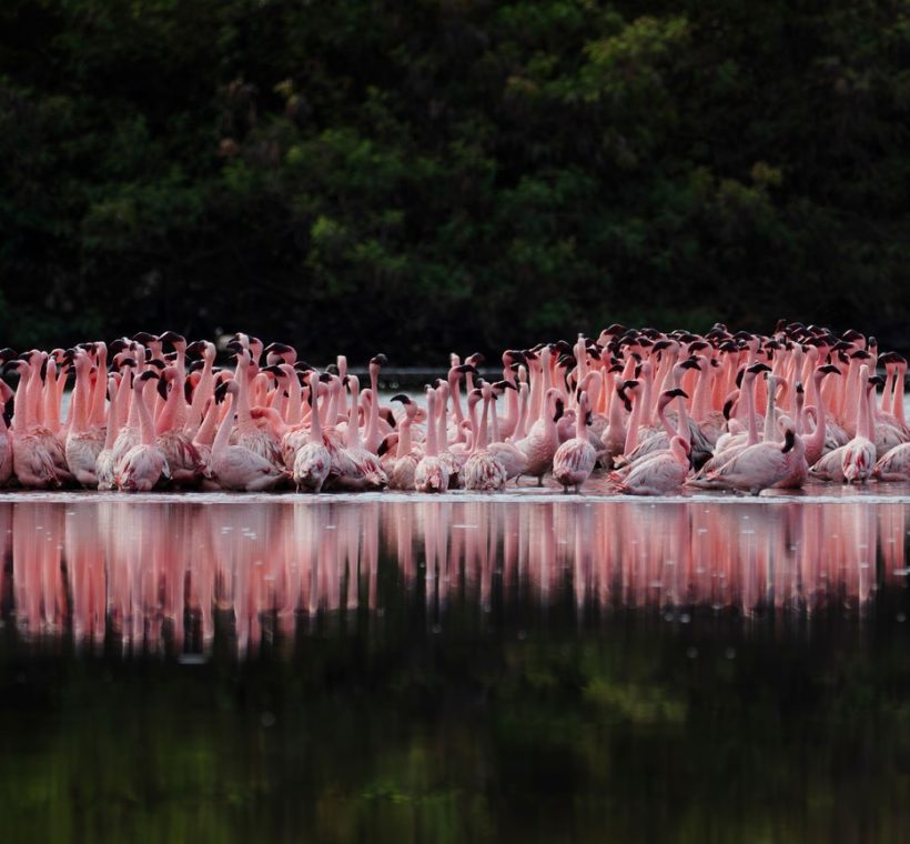 A family safari vehicle stopped at a viewpoint over Lake Nakuru with flamingos visible on the shore below