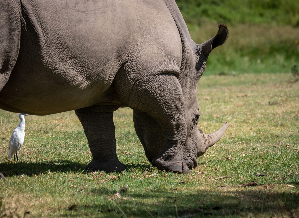 A black rhino grazing near acacia trees at Lake Nakuru National Park with the lake visible in the background