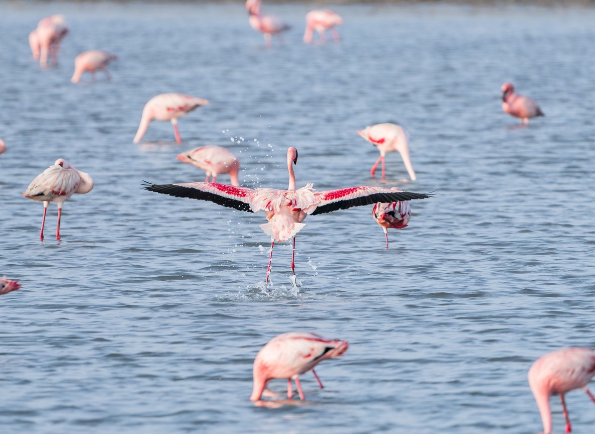 A small boat gliding past hippos on Lake Naivasha with fish eagles perched on branches nearby