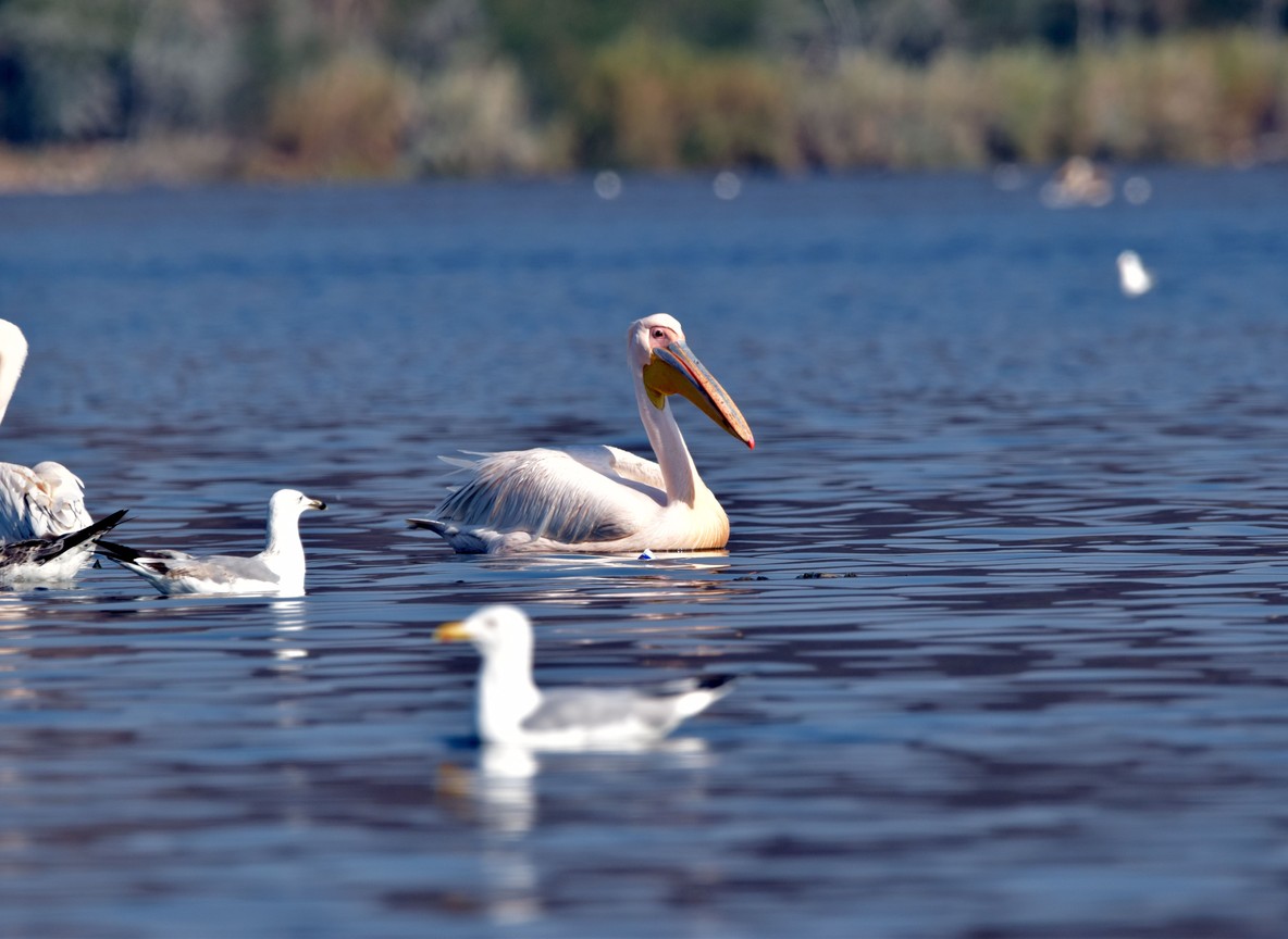 A family walking on Crescent Island near giraffe and zebra with Lake Naivasha in the background