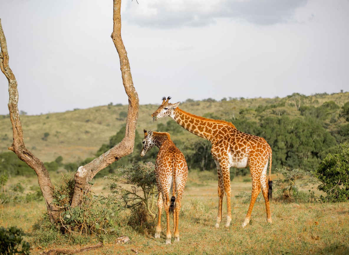 Rothschild's giraffe grazing among yellow-barked acacia trees near the Lake Nakuru shoreline