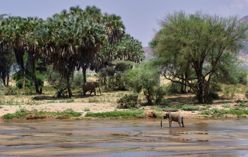 4-Day Meru National Park Safari: Born Free Country Without the Crowds