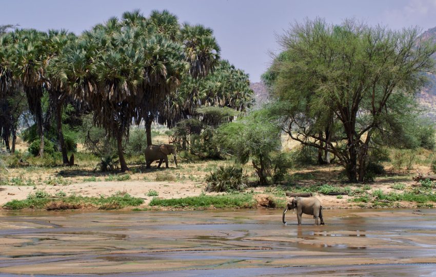 Kenya river doum palms wildlife - 4-Day Meru National Park Safari: Born Free Country Without the Crowds