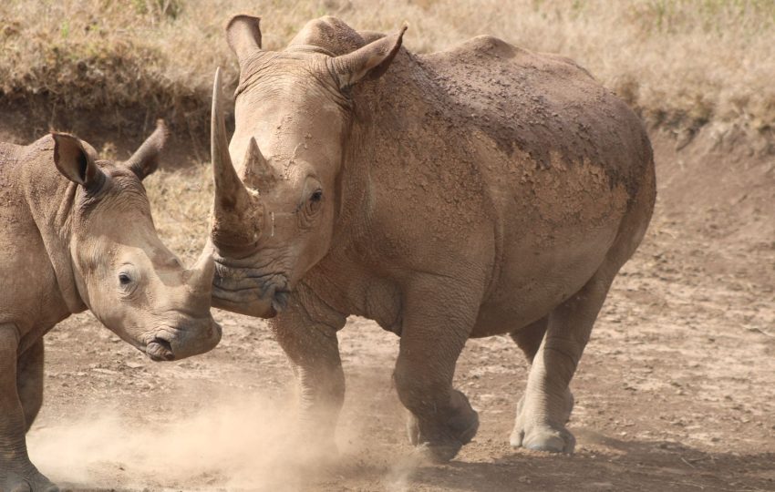 Rhino sanctuary kenya - 4-Day Meru National Park Safari: Born Free Country Without the Crowds