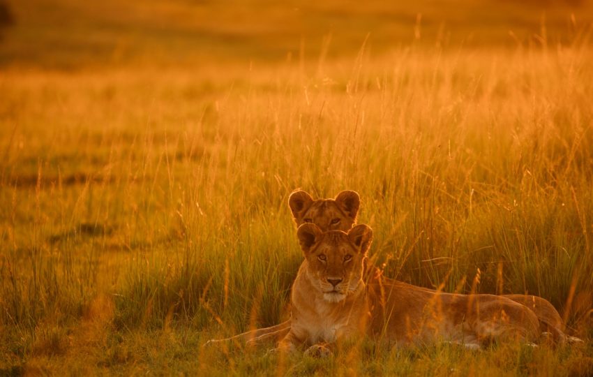 Lioness savannah golden light - 4-Day Meru National Park Safari: Born Free Country Without the Crowds