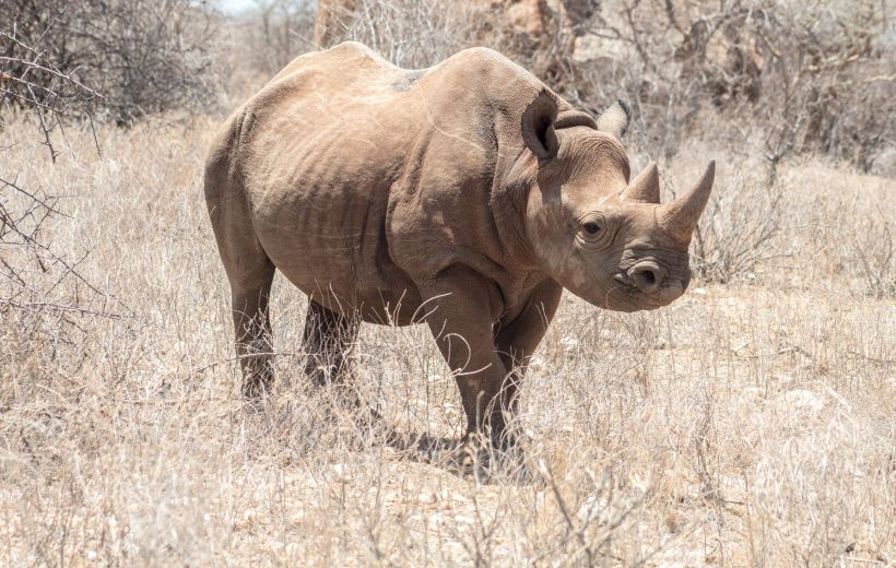 4-Day Ol Pejeta Private Conservancy Safari: Rhino, Chimps & Night Drives