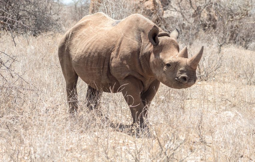 Black rhino close kenya - 4-Day Ol Pejeta Private Conservancy Safari: Rhino, Chimps & Night Drives