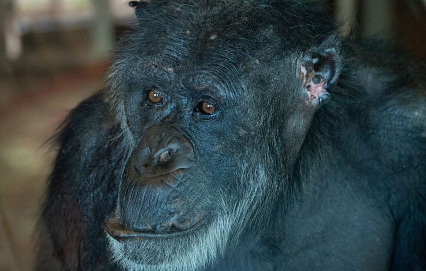 Chimpanzee sanctuary africa - 4-Day Ol Pejeta Private Conservancy Safari: Rhino, Chimps & Night Drives
