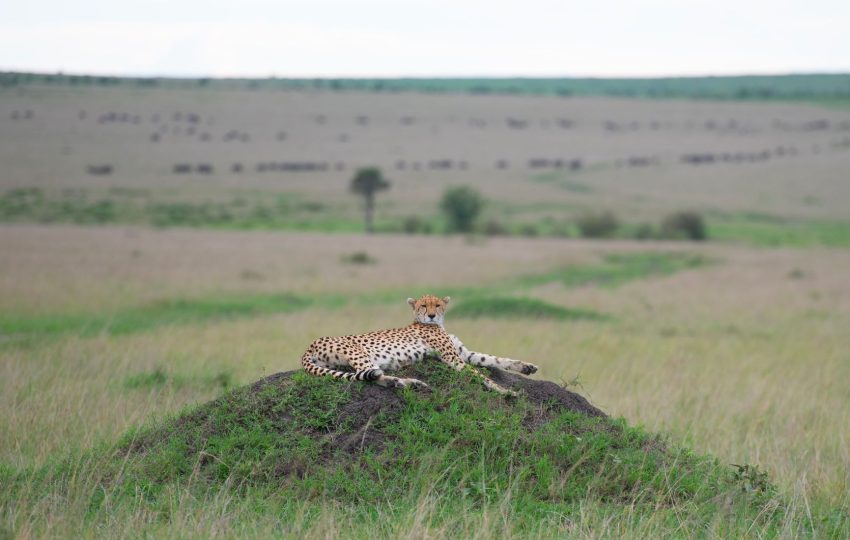 Masai mara cheetah plains - 5-Day Lamu & Masai Mara Fly-In: Swahili Old Town Meets the Big Five