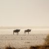 a pride of lions resting in the foreground grass, distant acacia trees on the horizon, single continuous scene, pure photography, no text overlay, no collage