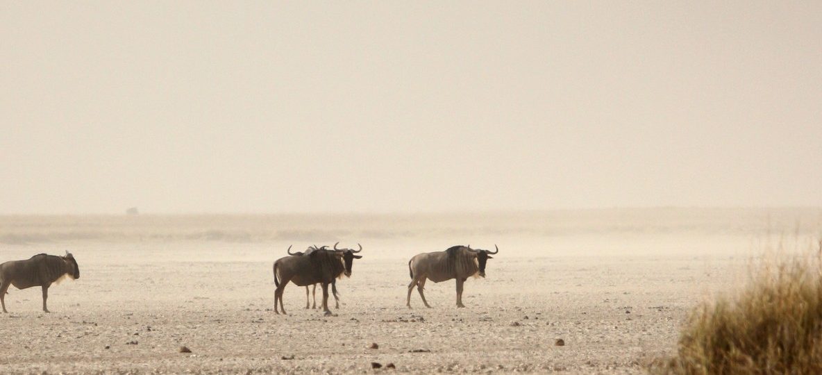 a pride of lions resting in the foreground grass, distant acacia trees on the horizon, single continuous scene, pure photography, no text overlay, no collage