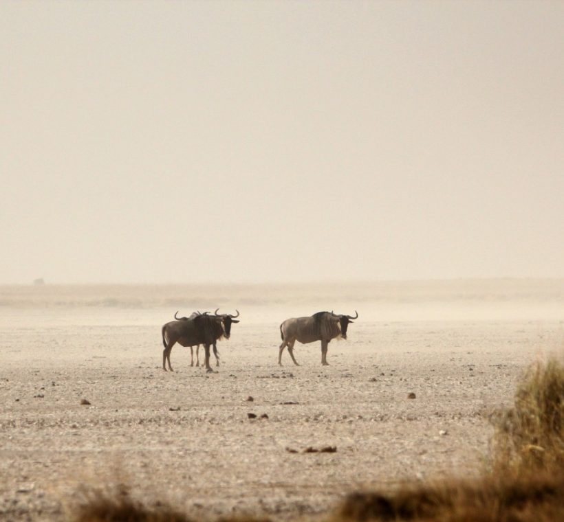 a pride of lions resting in the foreground grass, distant acacia trees on the horizon, single continuous scene, pure photography, no text overlay, no collage