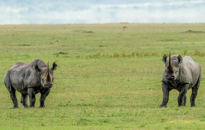 Rhino grassland kenya - 5-Day Mount Kenya & Ol Pejeta Safari: Highlands, Forest Walks & Rhino