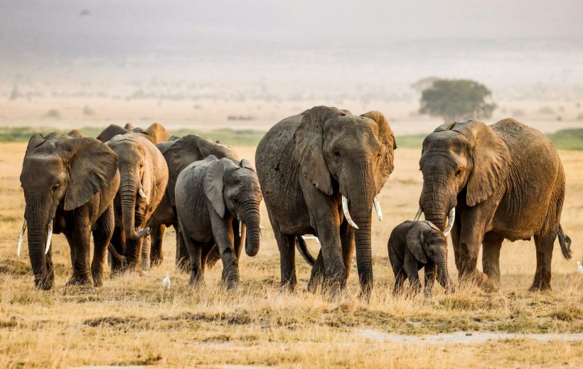 6-Day Amboseli, Tsavo & Diani Beach: Safari to the Sea