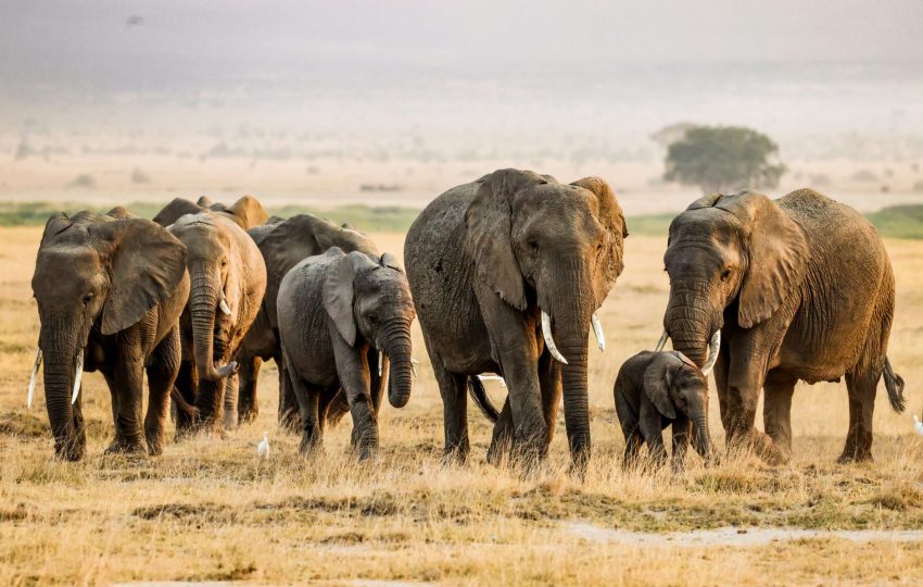 Elephants kilimanjaro amboseli - 6-Day Amboseli, Tsavo & Diani Beach: Safari to the Sea