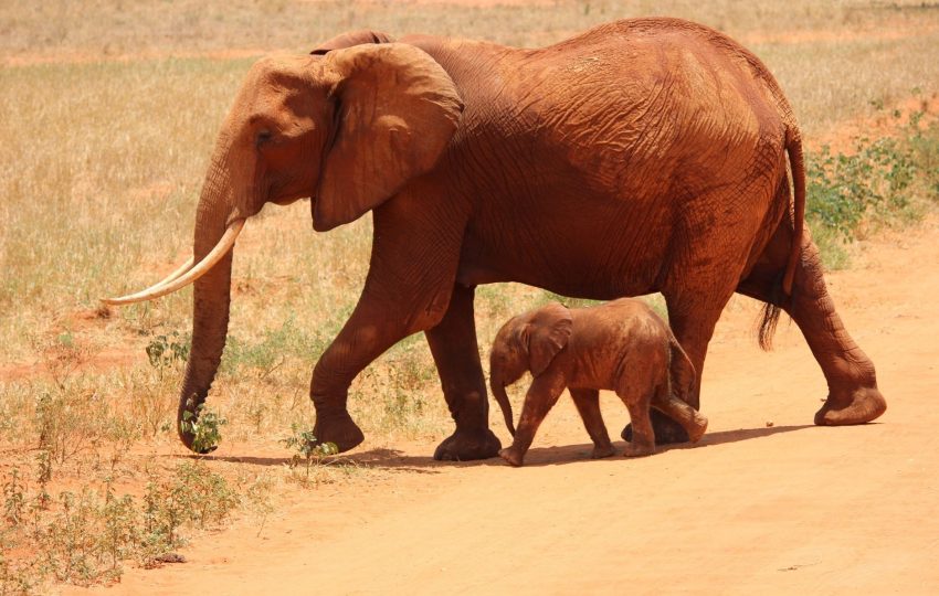 Red elephants tsavo dust - 6-Day Amboseli, Tsavo & Diani Beach: Safari to the Sea