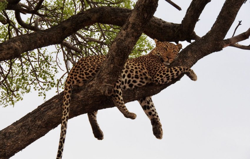 Leopard tree africa dusk - 6-Day Northern Kenya Circuit: Samburu, Buffalo Springs & Meru