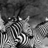 northern Kenya