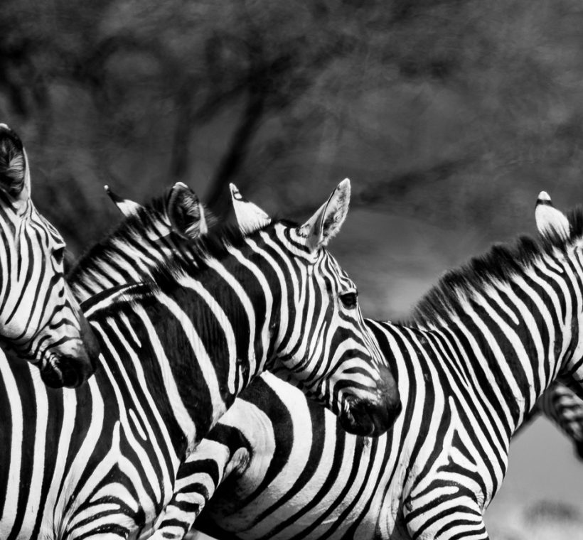 northern Kenya