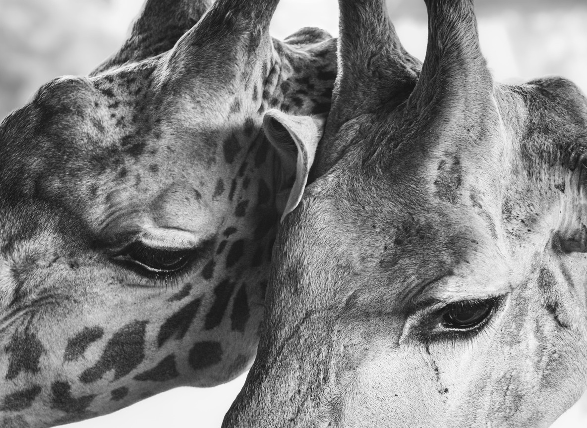 Reticulated giraffes browsing beside doum palms along the Ewaso Nyiro river in Samburu National Reserve