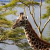Northern Kenya safari itinerary: elephants and reticulated giraffe along the Ewaso Nyiro River in Samburu National Reserve