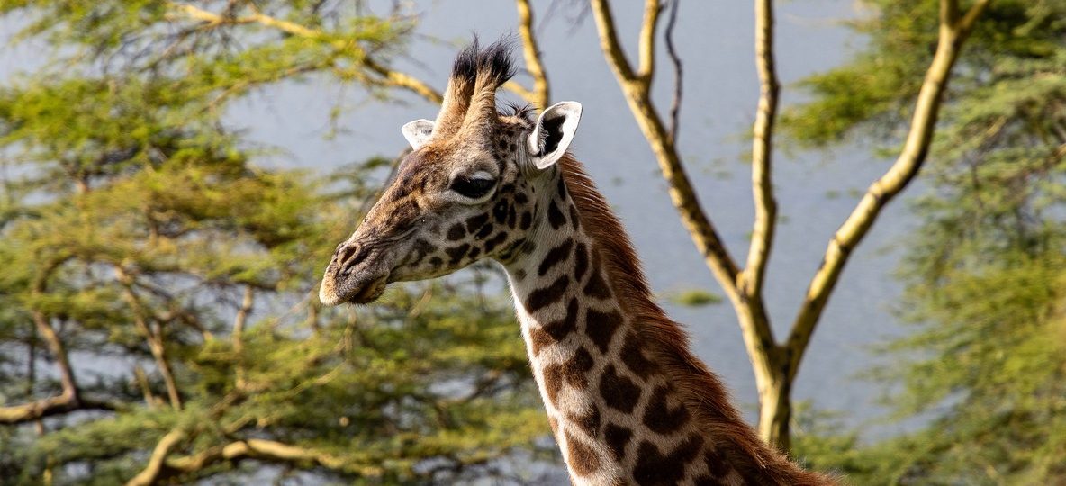Northern Kenya safari itinerary: elephants and reticulated giraffe along the Ewaso Nyiro River in Samburu National Reserve
