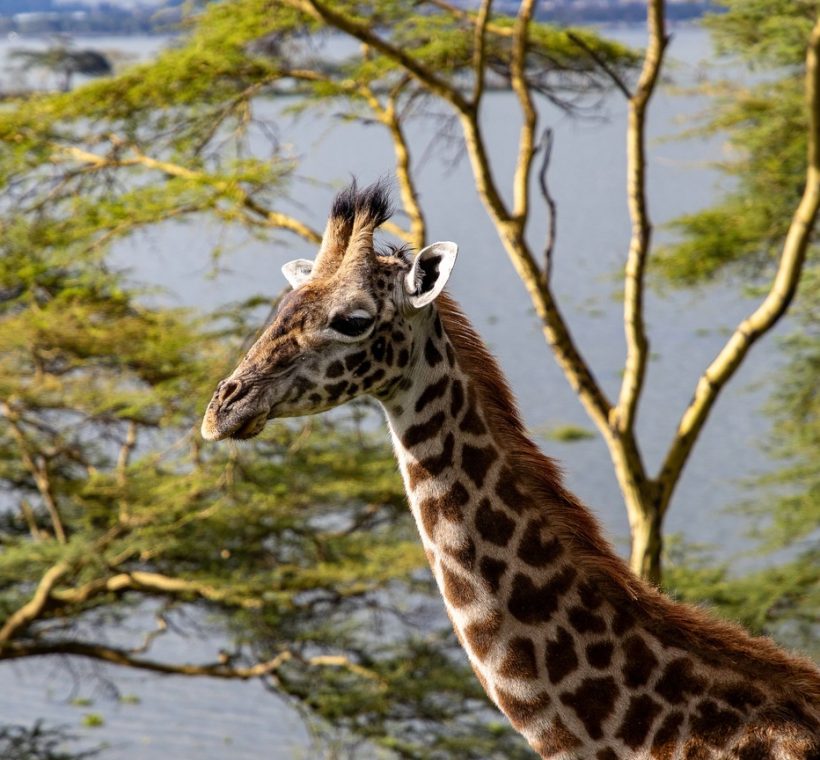 Northern Kenya safari itinerary: elephants and reticulated giraffe along the Ewaso Nyiro River in Samburu National Reserve