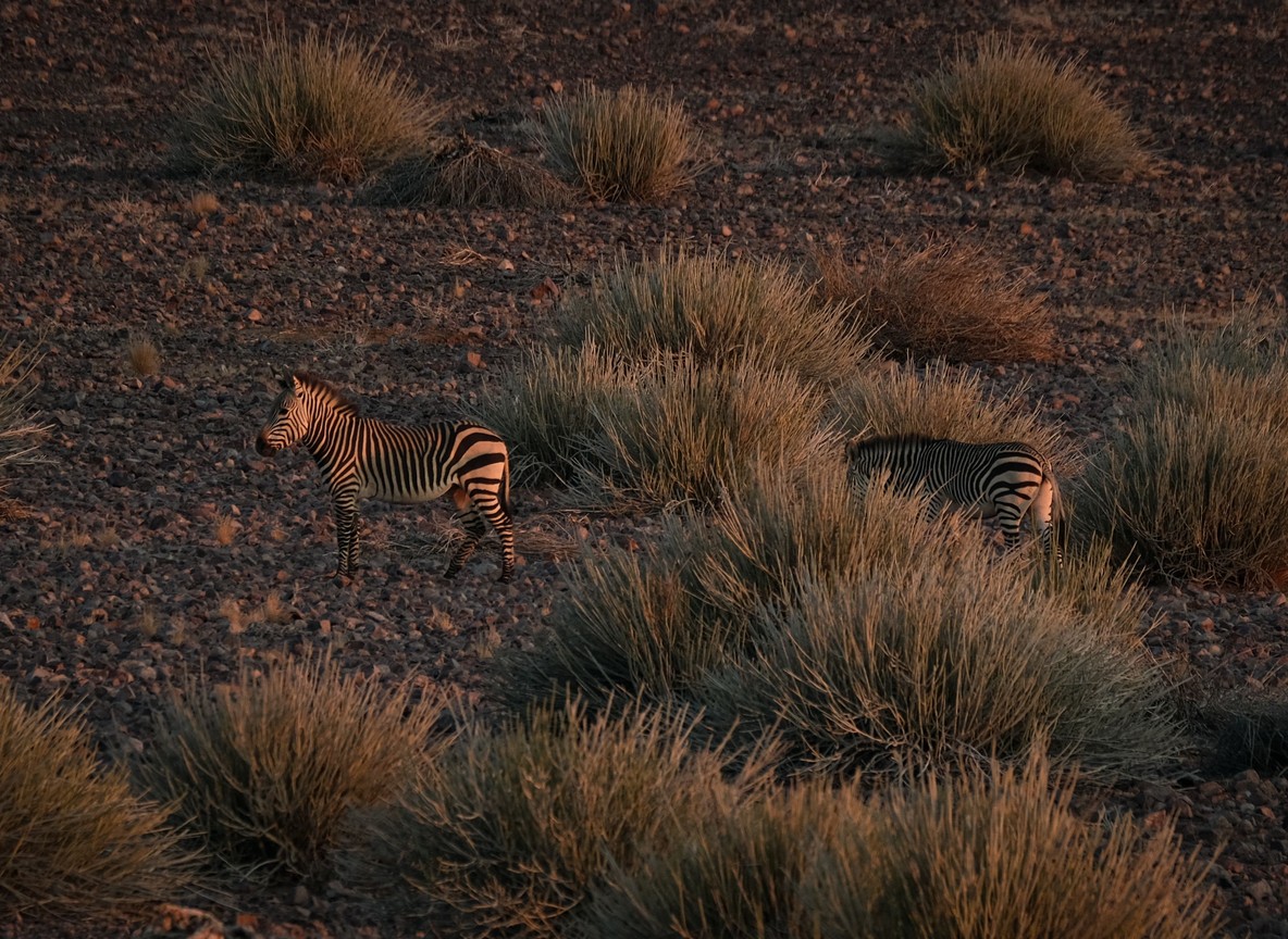 Grevy's zebra herd grazing on dry red-soil plains in Samburu National Reserve