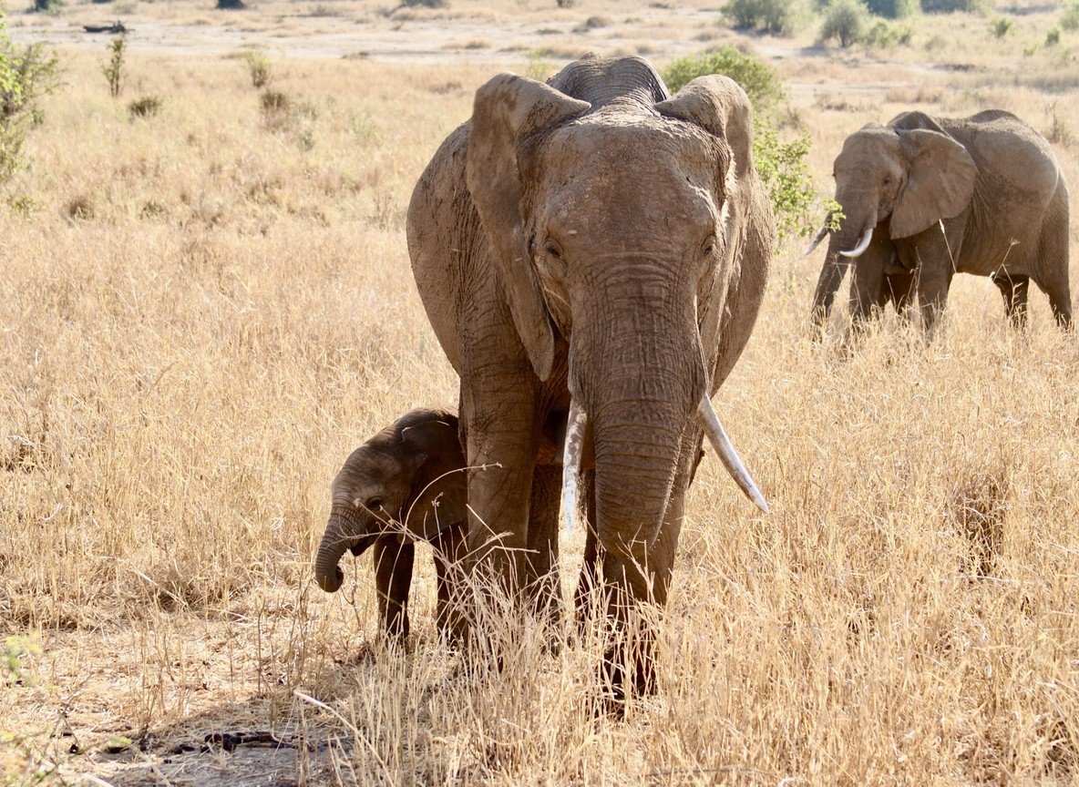 A Samburu keeper with an orphaned elephant calf at Reteti Elephant Sanctuary in Namunyak Conservancy