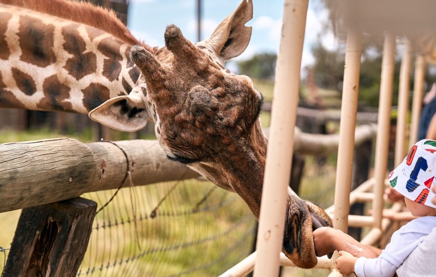 Family safari children giraffe - 8-Day Kenya Family Safari: Giraffe Kisses, Boat Rides & the Masai Mara