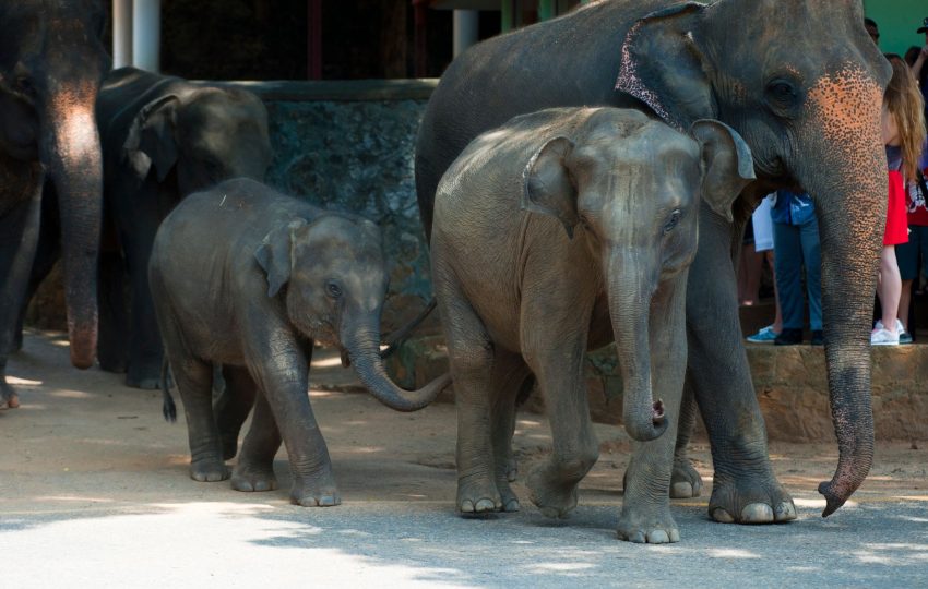 Baby elephant orphanage kenya - 8-Day Kenya Family Safari: Giraffe Kisses, Boat Rides & the Masai Mara