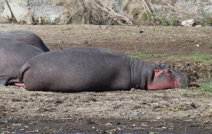 Boat ride hippos lake naivasha - 8-Day Kenya Family Safari: Giraffe Kisses, Boat Rides & the Masai Mara