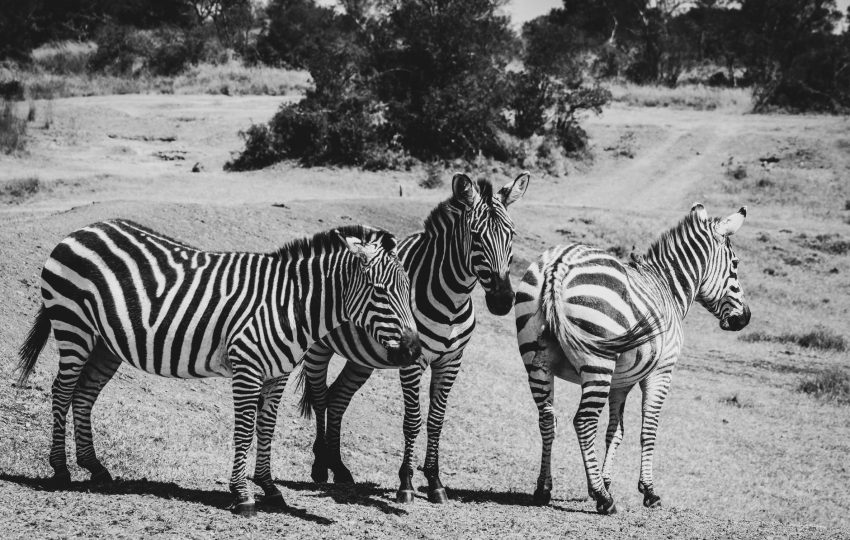 Masai mara zebra herds - 8-Day Kenya Family Safari: Giraffe Kisses, Boat Rides & the Masai Mara