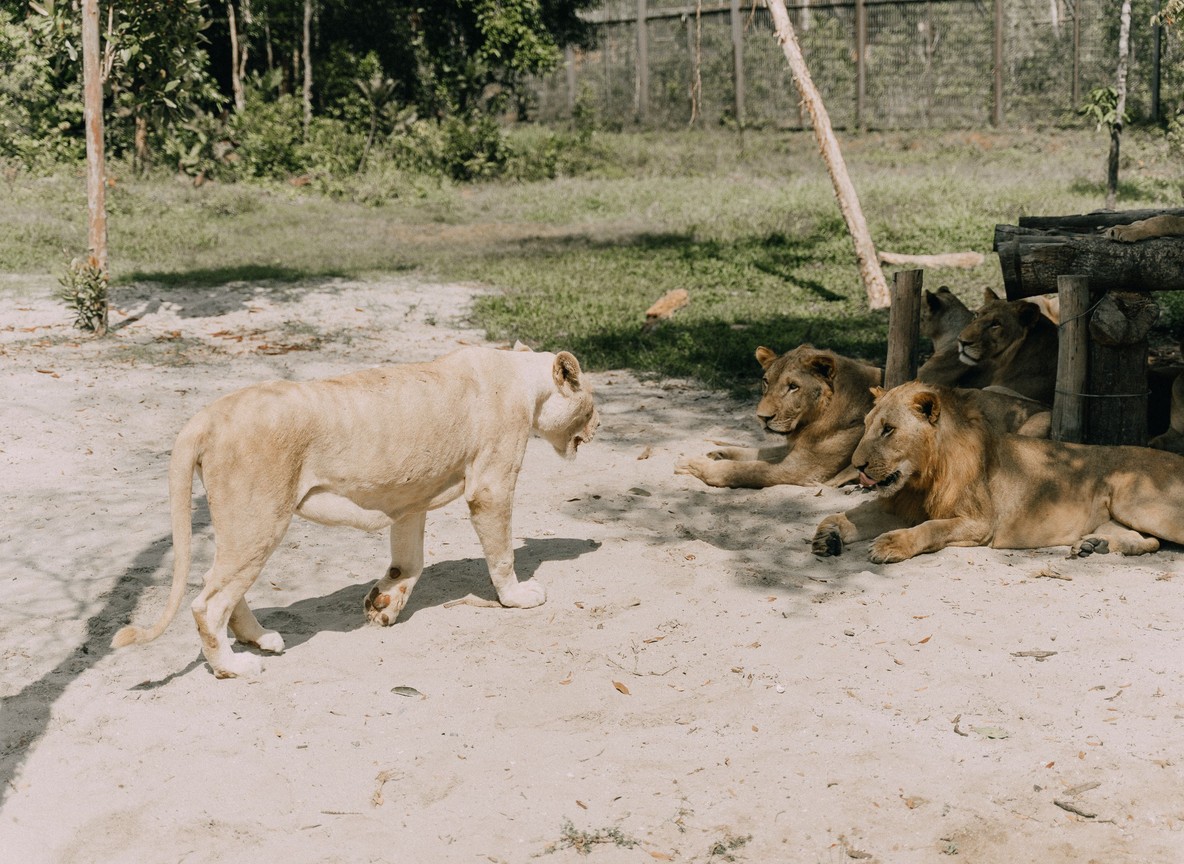 Travelers photographing lions from a safari van in Amboseli
