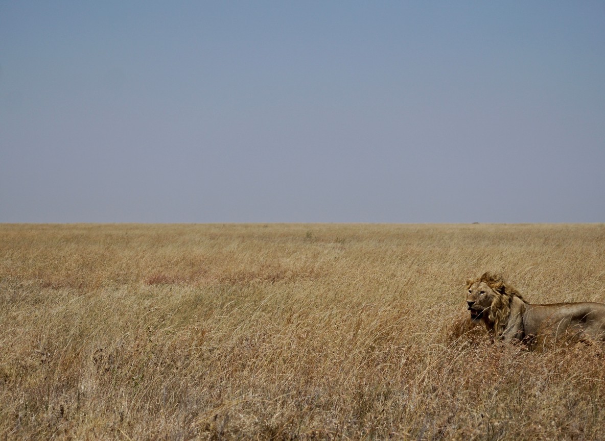 Masai Mara National Reserve signage visible, midday light