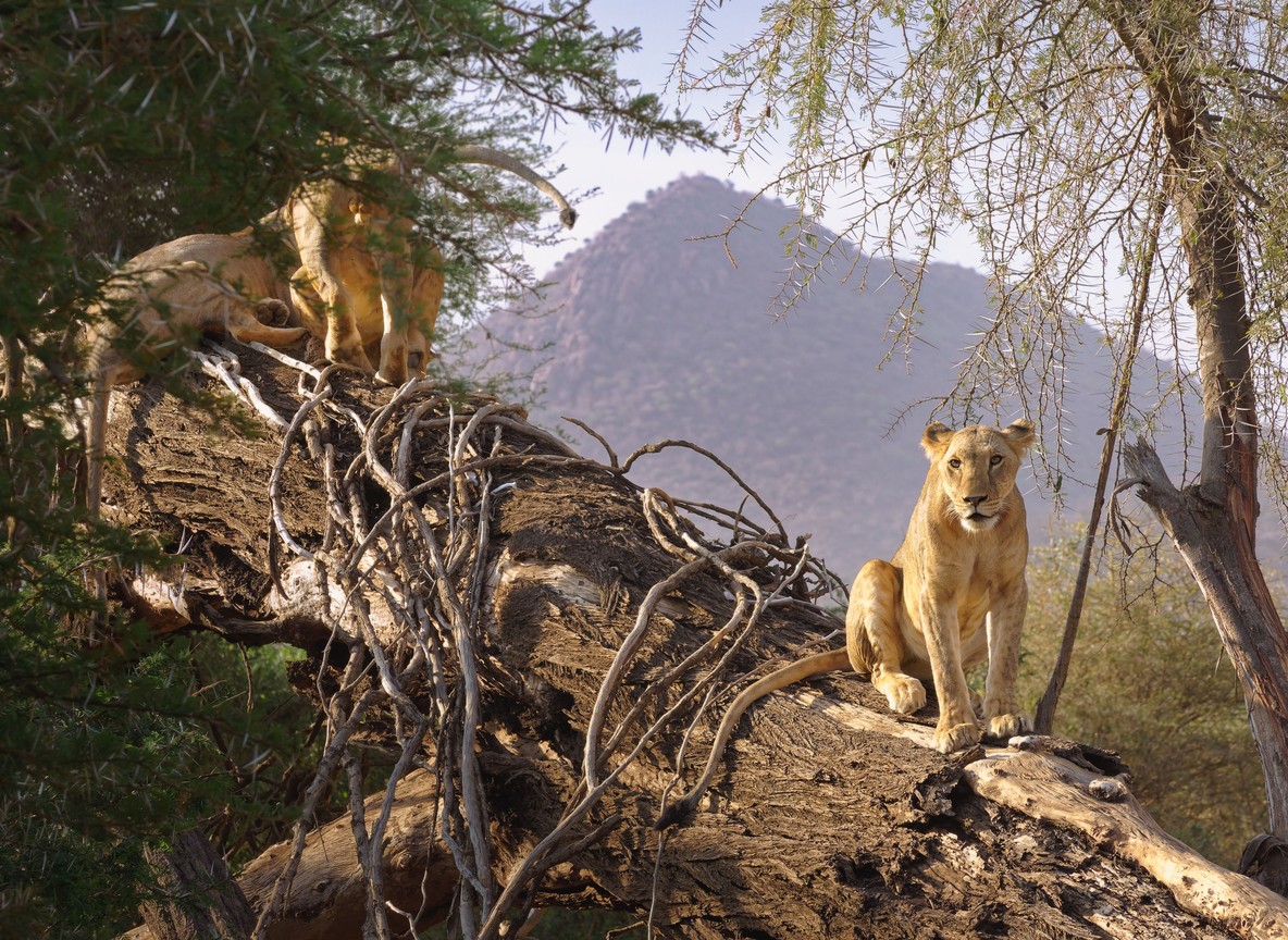 Travelers photographing wildlife from a safari vehicle in the Aberdare highlands