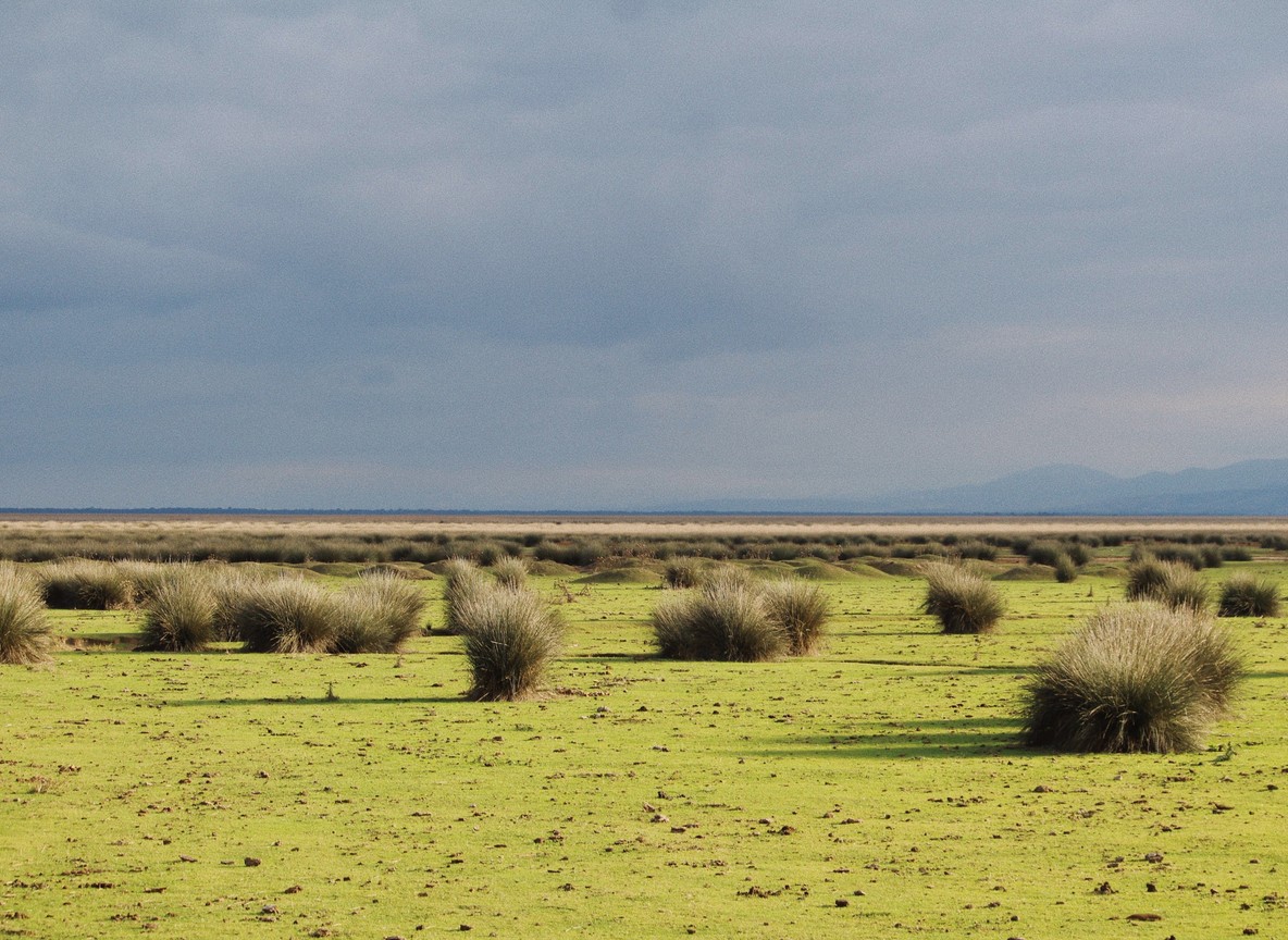Wide game-drive scene with wildlife in the Aberdare highlands