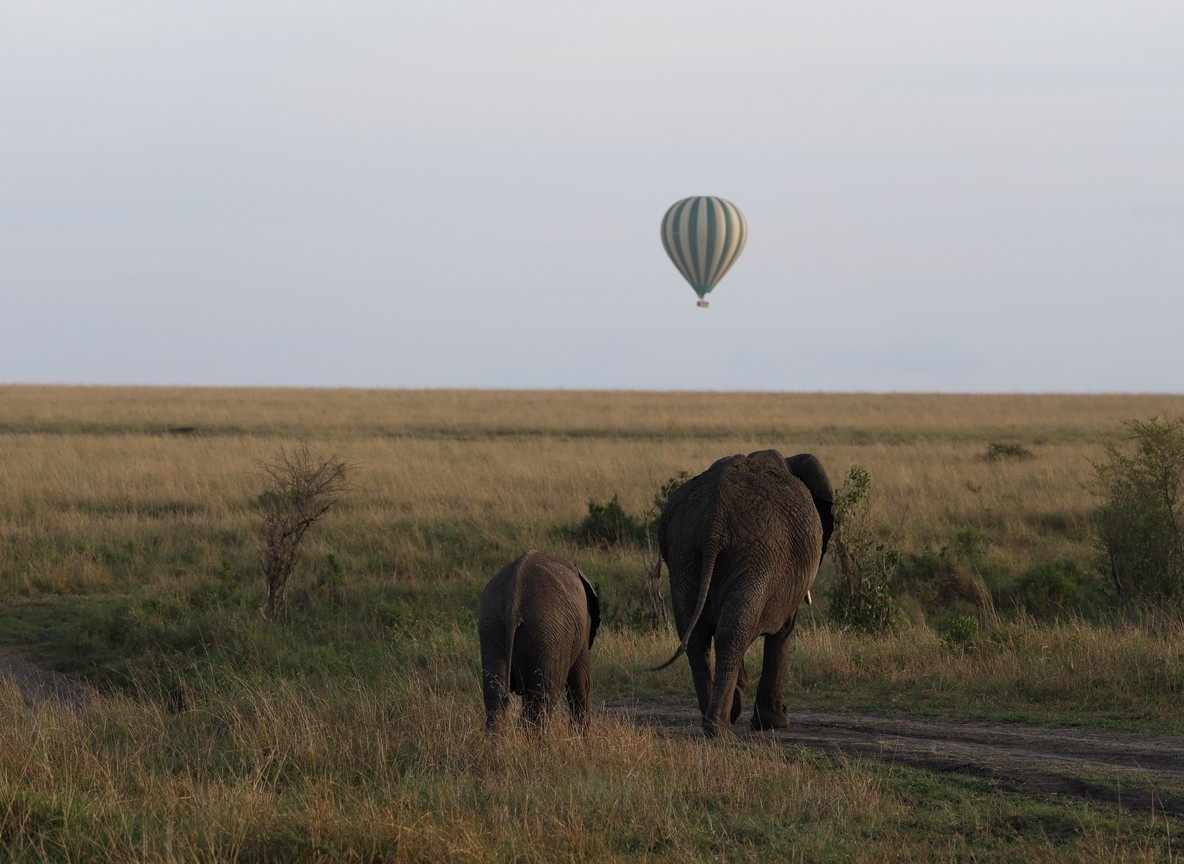 A herd of elephants moving through dense highland forest in Aberdare National Park