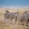 A reticulated giraffe and Grevy's zebra standing near the Ewaso Nyiro River in Samburu National Reserve under a red-earth northern Kenya sky