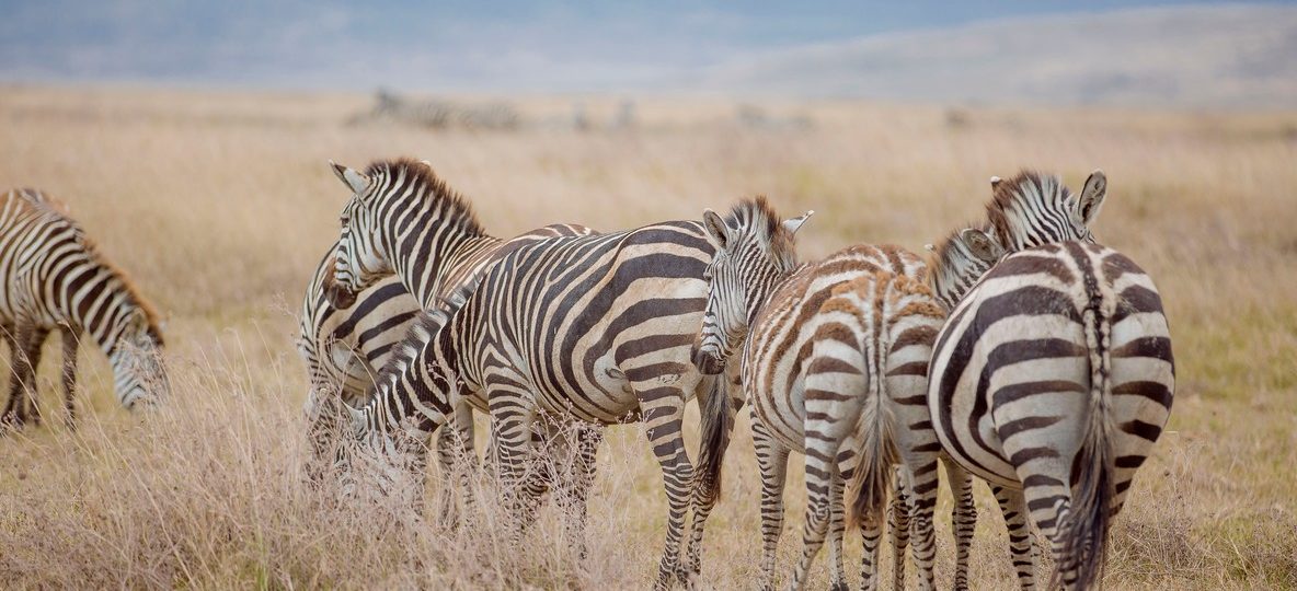 A reticulated giraffe and Grevy's zebra standing near the Ewaso Nyiro River in Samburu National Reserve under a red-earth northern Kenya sky