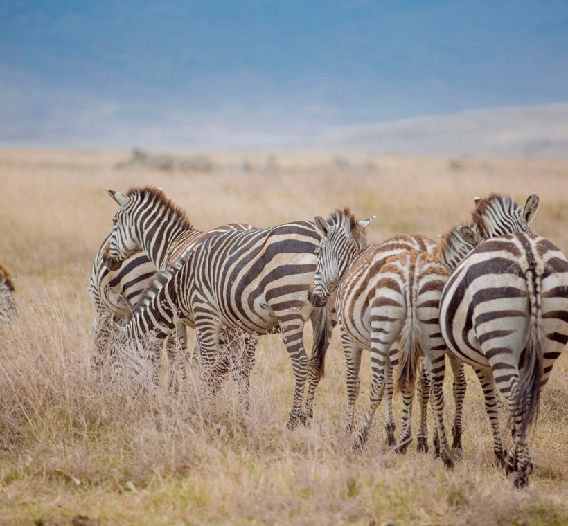 A reticulated giraffe and Grevy's zebra standing near the Ewaso Nyiro River in Samburu National Reserve under a red-earth northern Kenya sky